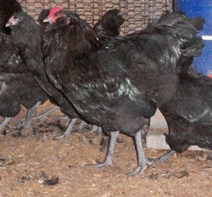 Black Ameraucana Chicken Rooster Chicken