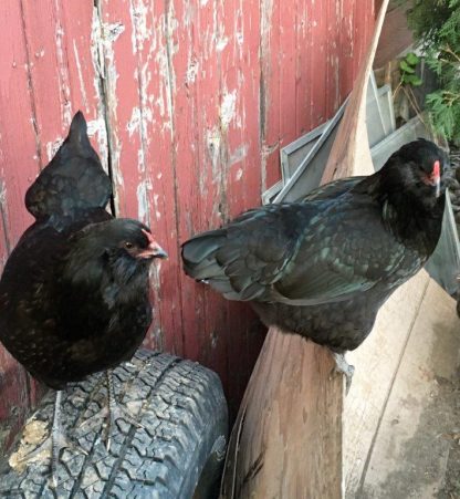 Black Ameraucana Chickens