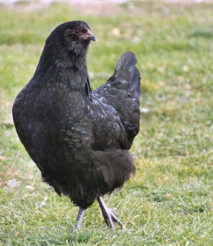 Black Ameraucana Chicken