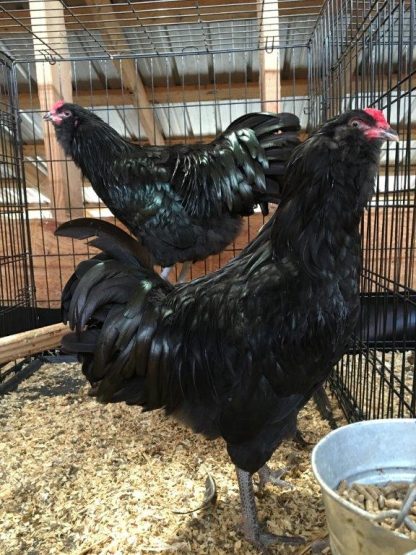 Black Ameraucana Chickens for Sale