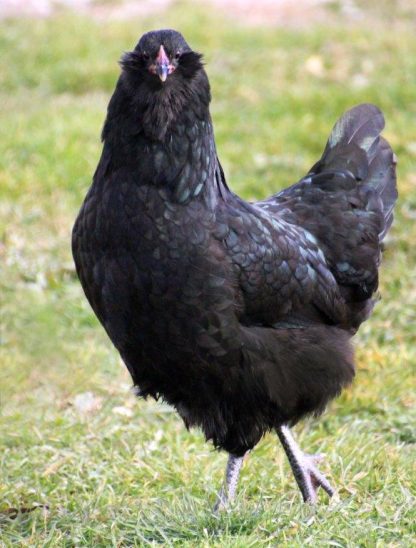 Black Ameraucana Chicken