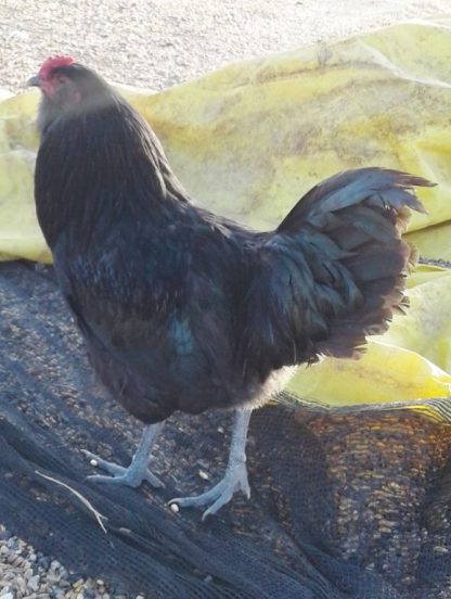 Black Ameraucana Chicken