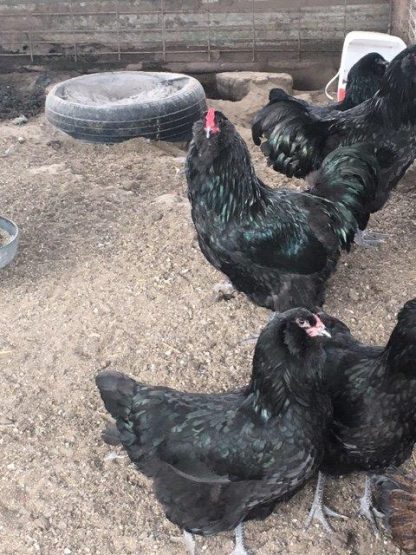 Black Ameraucana Chickens