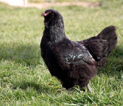 Black Ameraucana Chicken