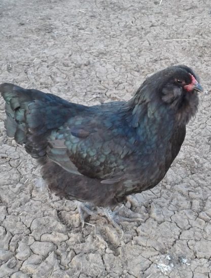 Black Ameraucana Chicken