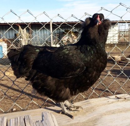 Black Ameraucana Chicken