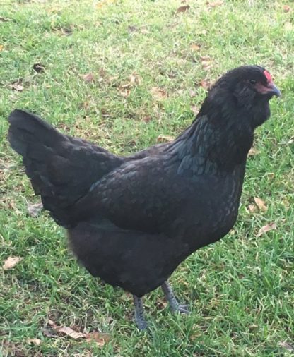 Black Ameraucana Chicken