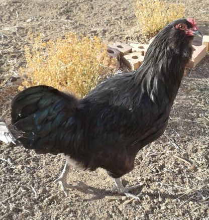 Black Ameraucana Chicken