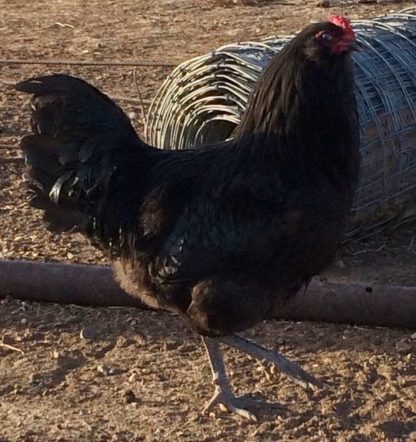 Black Ameraucana Chicken Rooster