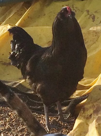 Cackle Hatchery® Black Ameraucana Chicken