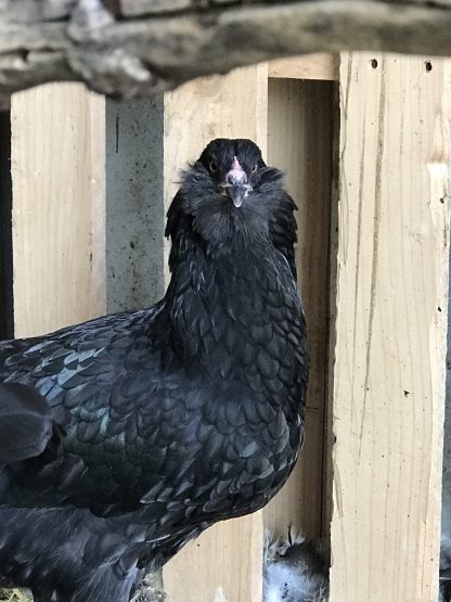 Black Ameraucana Chicken