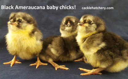 Cackle Hatchery® Black Ameraucana Chickens