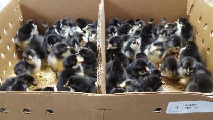 Black Standard Old English Baby Chicks For Sale