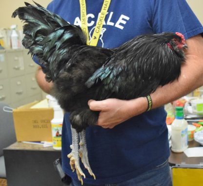 Black Ameraucana Chicken Rooster