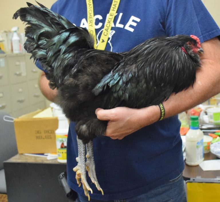 Black Ameraucana Chicken Rooster