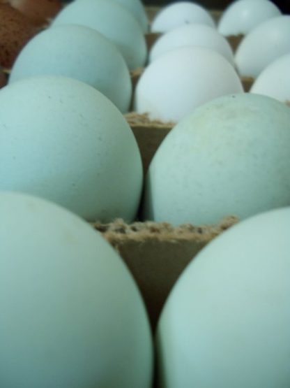 Black Ameraucana Chicken Eggs