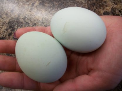 Black Ameraucana Chicken Eggs