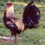 Birchen Standard Old English Rooster