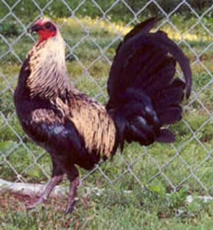 Birchen Standard Old English Rooster