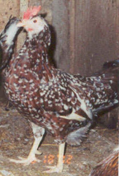 Spangled Standard Old English Hen