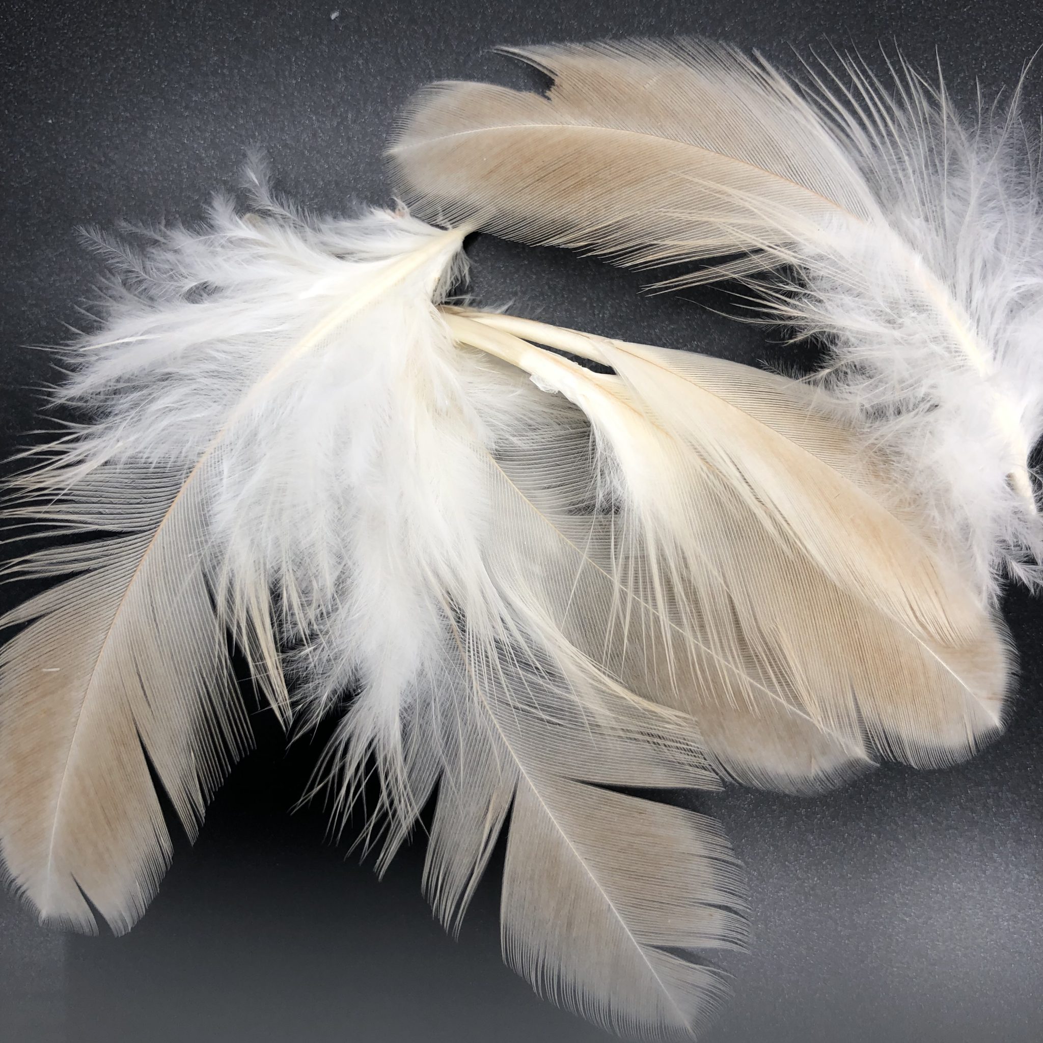 French Wheaten Marans Chicks for Sale | Cackle Hatchery®