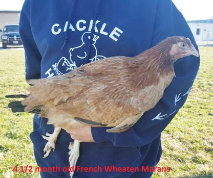 French Wheaten Marans Hens For Sale