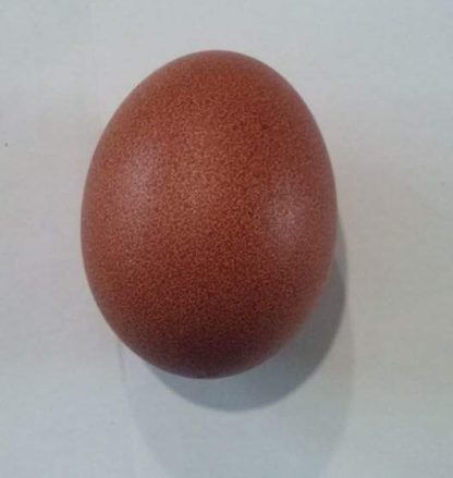 French Wheaten Marans Chicken Egg