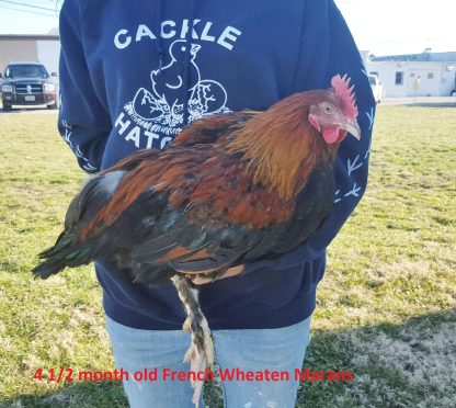 Baby French Wheaten Marans Hens For Sale