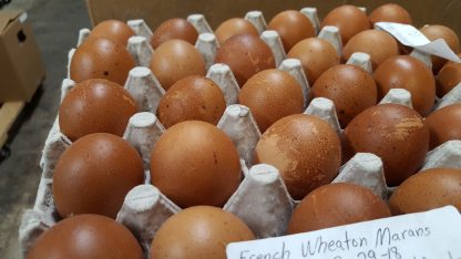 French Wheaten Marans Chicken Eggs