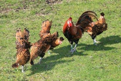 Golden Spangled Appenzeller Spitzhauben Rooster and Hens