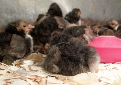 Golden Spangled Appenzeller Spitzhauben Baby Chicks