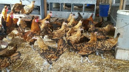 Cackle Hatchery® Golden Spangled Appenzeller Spitzhauben Rooster