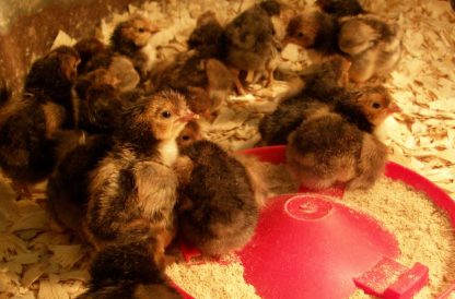 Golden Spangled Appenzeller Spitzhauben Baby Chicks