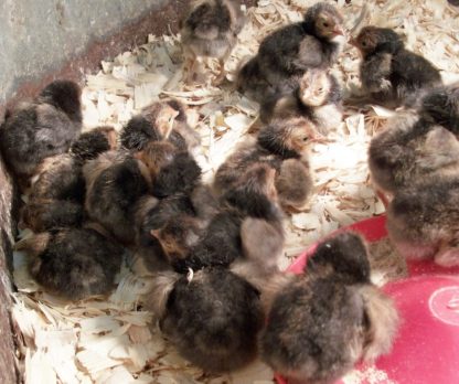 Golden Spangled Appenzeller Spitzhauben Baby Chicks
