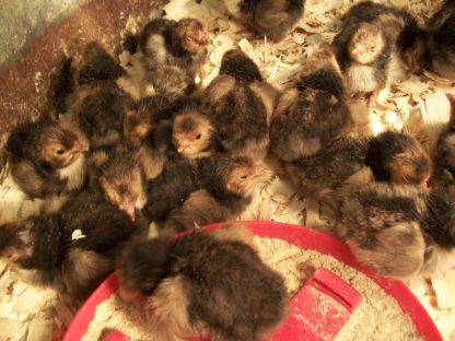 Golden Spangled Appenzeller Spitzhauben Baby Chicks