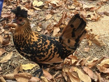 Golden Spangled Appenzeller Spitzhauben Chicken