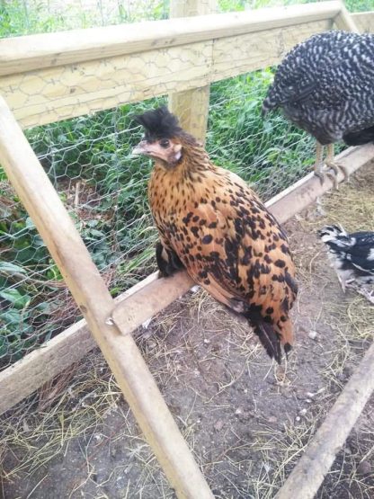 Golden Spangled Appenzeller Spitzhauben Chicken