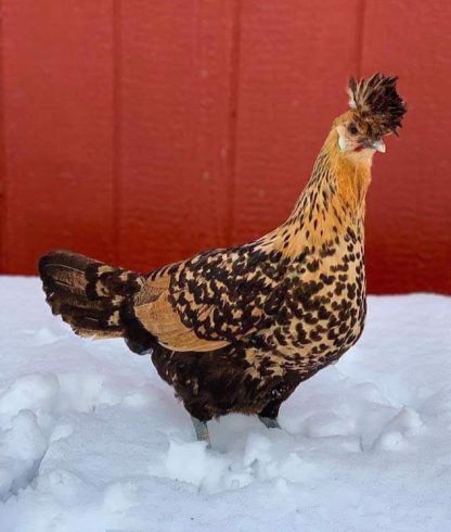 Golden Spangled Appenzeller Spitzhauben