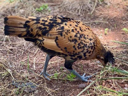 Golden Spangled Appenzeller Spitzhauben Chicken