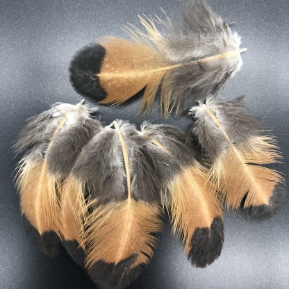 Golden Spitzhauben Feathers