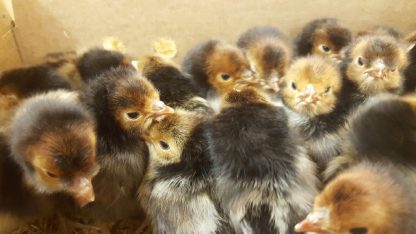 Golden Spangled Appenzeller Spitzhauben Chicks
