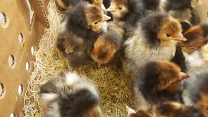 Golden Spangled Appenzeller Spitzhauben Chickens