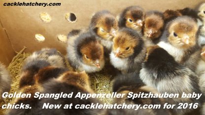 Golden Spangled Appenzeller Spitzhauben Chicken