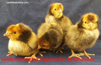 Golden Spangled Appenzeller Spitzhauben Chickens