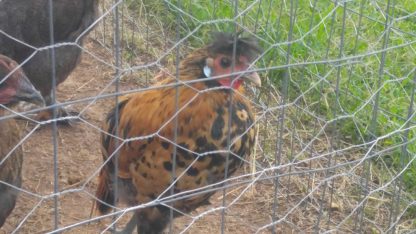 Golden Spangled Appenzeller Spitzhauben Chicken