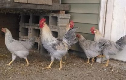 Baby Isabella Leghorn Chicken