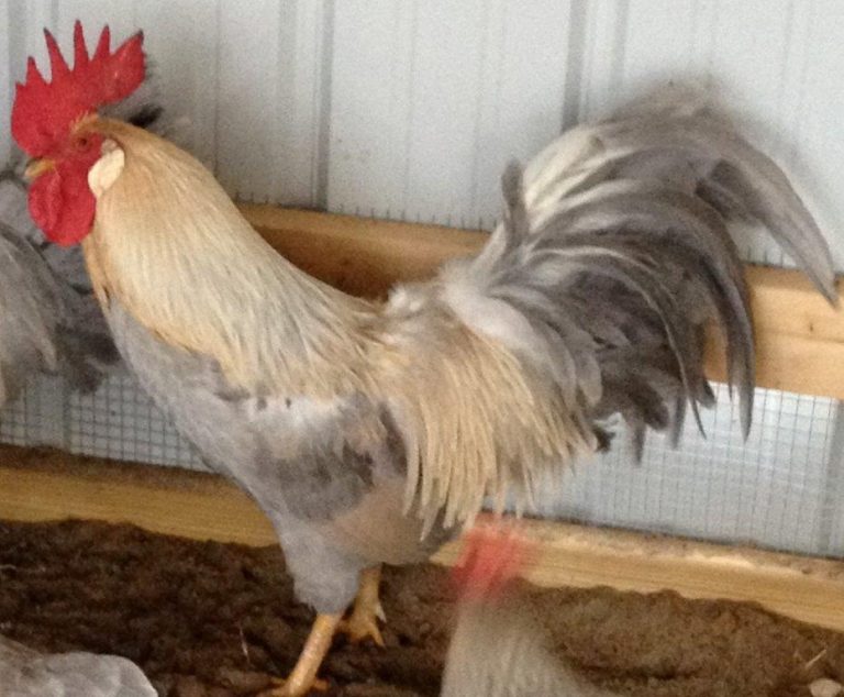 Isabella Leghorn Chicken