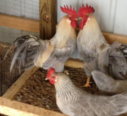 Isabella Leghorn Chickens for sale