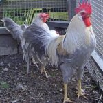 Isabella Leghorn Chicken For Sale