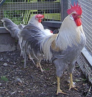Isabella Leghorn Chicken For Sale